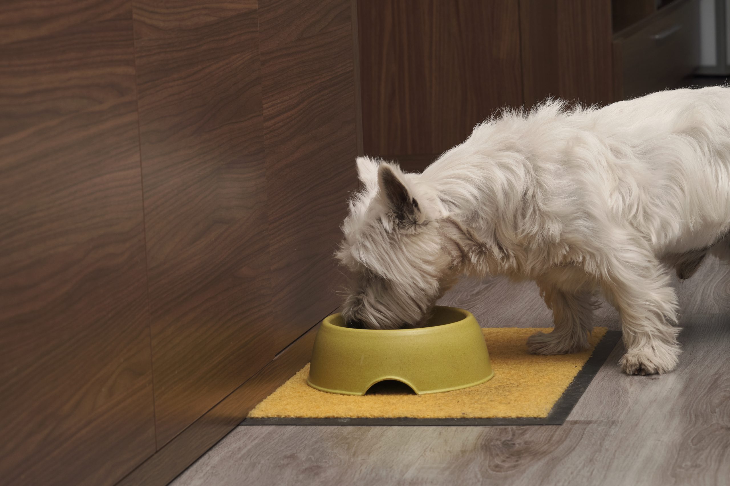 A closeup shot of a white terrier eating from his plate on the floor